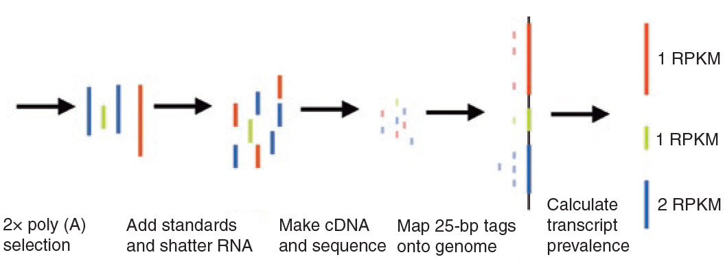 Figure 16:Transcript length bias. Both red and green mRNA's are present in equal amounts in the sample. After producing the cDNA library and mapping the reads to the genome the longer red gene becomes overrepresented. To correct for this overrepresentation a genes expression can be calculated as Reads Per Kilobase Million (RPKM). source: Mortazavi 2008