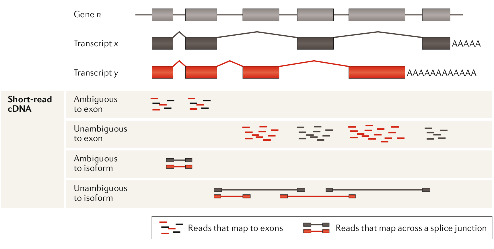 Figure 2: Ambiguous reads present a problem in assigning a read to specific isoform. Even splice junction spanning reads can be ambiguous. Using the unambiguous reads an estimate can be made about isoform prevalence. Adapted from Stark, Grzelak, Hadfield. 2019